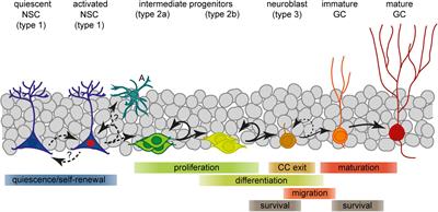 Divide or Commit – Revisiting the Role of Cell Cycle Regulators in Adult Hippocampal Neurogenesis